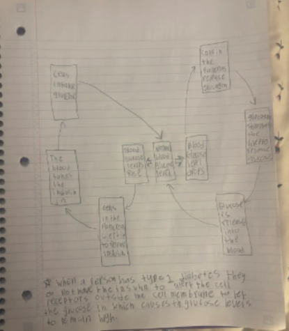 <p>What is the process for maintaining glucose levels when it is low?</p>