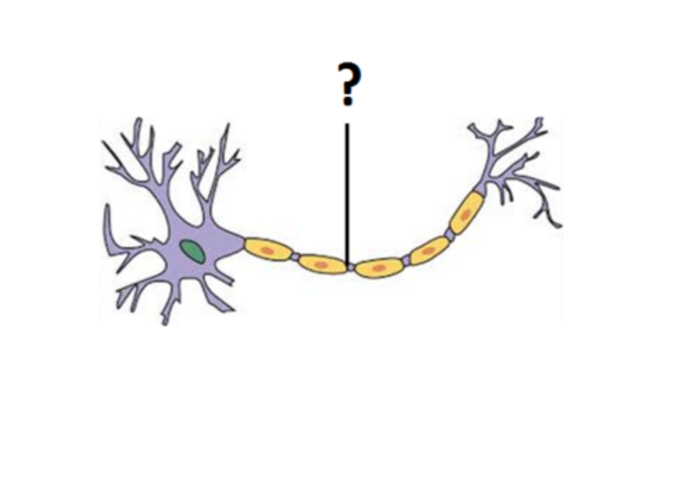 <p>Conducts impulses AWAY from the cell body (soma) to other neurones or effectors</p>