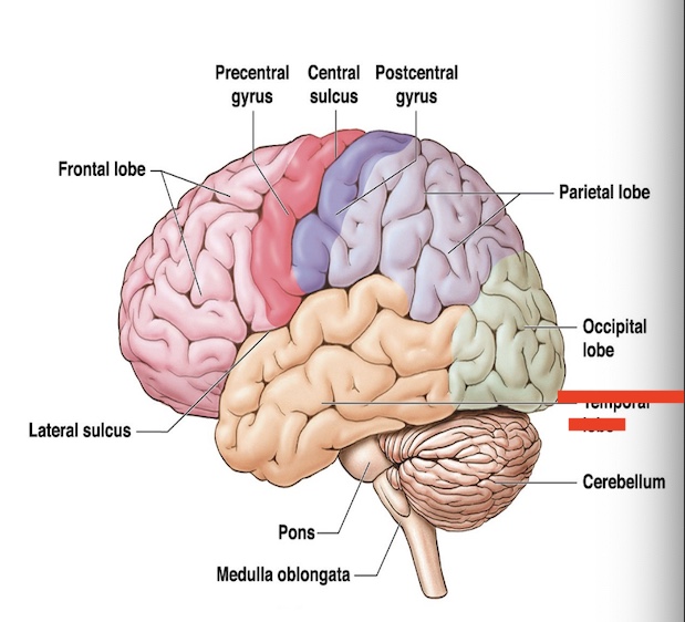 <p>14.9 what part of the cerebrum is this? what is the function? </p>