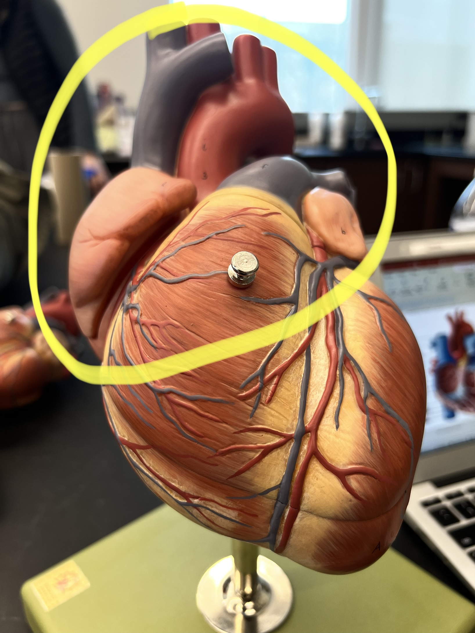 Name the heart structure.