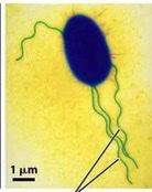 <p>tail like organelle that does locomotion</p>