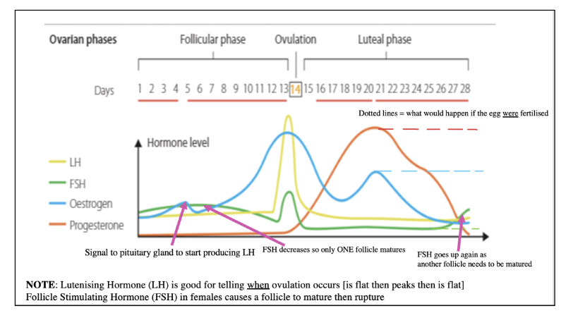 <p>Lasts (on average) 28 days</p><p>● First 14 days before ovulation are known as the follicular phase</p><p>● Second 14 days after ovulation are known as the luteal phase (a.k.a. lutinising phase)</p><p>1. Follicular Phase</p><p>1) The Pituitary Gland in the brain secretes Follicle Stimulating Hormone (FSH) which travels in the</p><p>bloodstream to the ovary. It causes an egg to mature and stimulates the ovaries to release oestrogen</p><p>2) Oestrogen stops FSH being produced (so only one egg matures per cycle), repairs and thickens the</p><p>uterus lining and stimulates the pituitary gland to release lutenising hormone (LH)</p><p>2. Luteal Phase</p><p>3) LH triggers ovulation [there is also a small rise in FSH at ovulation]</p><p>4) After ovulation, the follicle forms a corpus luteum that produces high levels of progesterone. This</p><p>maintains the lining of the uterus and inhibits the production of FSH (because you only want one egg).</p><p>5) Two things that could happen:</p><p>a) If a fertilised egg implants, progesterone levels remain high</p><p>b) Without implantation, the corpus luteum degenerates and the lining of the uterus breaks down</p><p>again</p><p>Hormonal Control - Pregnancy</p><p>If a Blastocyst* implants in the uterus lining, the placenta secretes the following hormones to maintain</p><p>pregnancy:</p><p>1) Progesterone</p><p>2) Oestrogen [Stops FSH and repairs uterus lining]</p><p>3) Human Chorionic Gonadotrophin (HCG) [is the hormone pregnancy tests test for - maintains corpus luteum]</p><p>The corpus luteum** degenerates after about three months, and the pituitary gland does not secrete FSH until</p><p>after birth.</p><p>*Blastocyst consists of an outlet layer of cells (which develops into the placenta) and an inner mass of cells that will</p><p>develop into the embryo and fluid-filled cavity</p><p>**produces progesterone, but it is okay because the placenta is releasing that too</p><p></p>