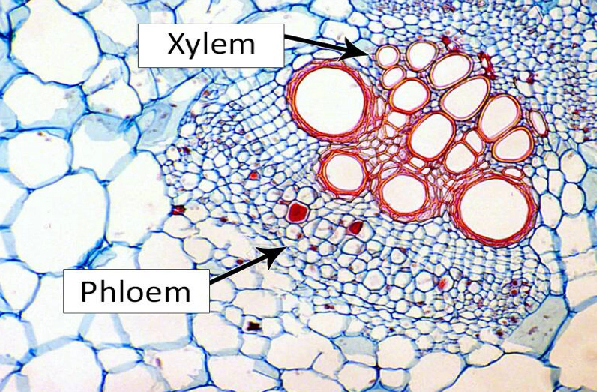 <p>transports water, minerals, and hormones from the root to the leaves and is composed of tracheids</p>