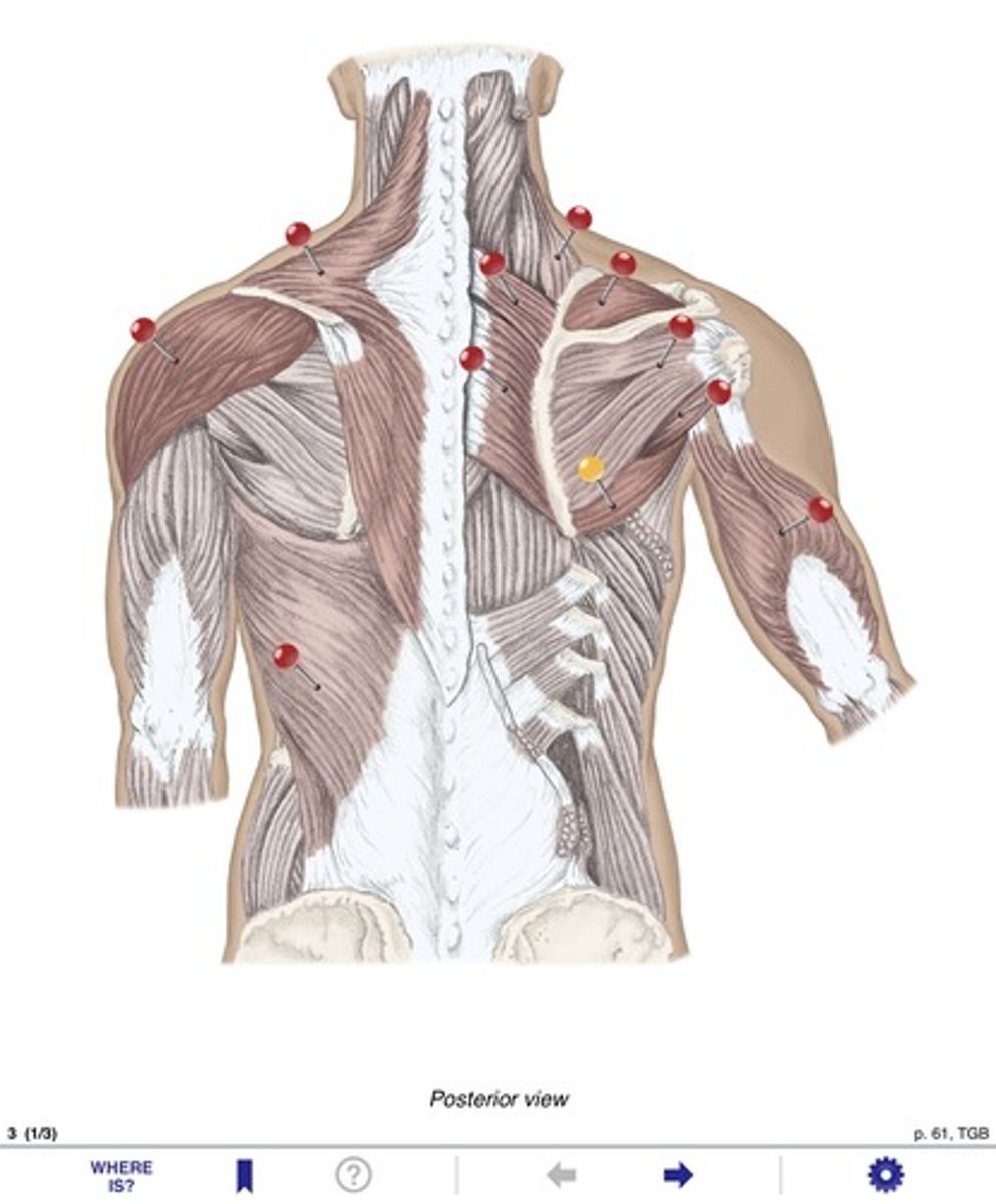 <p>Name the muscle at the yellow pin</p>