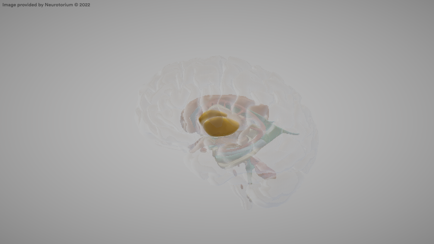 <p>Part of the basal ganglia involved in motor control.</p>