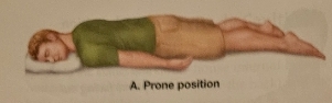 <p>Prone Position</p>