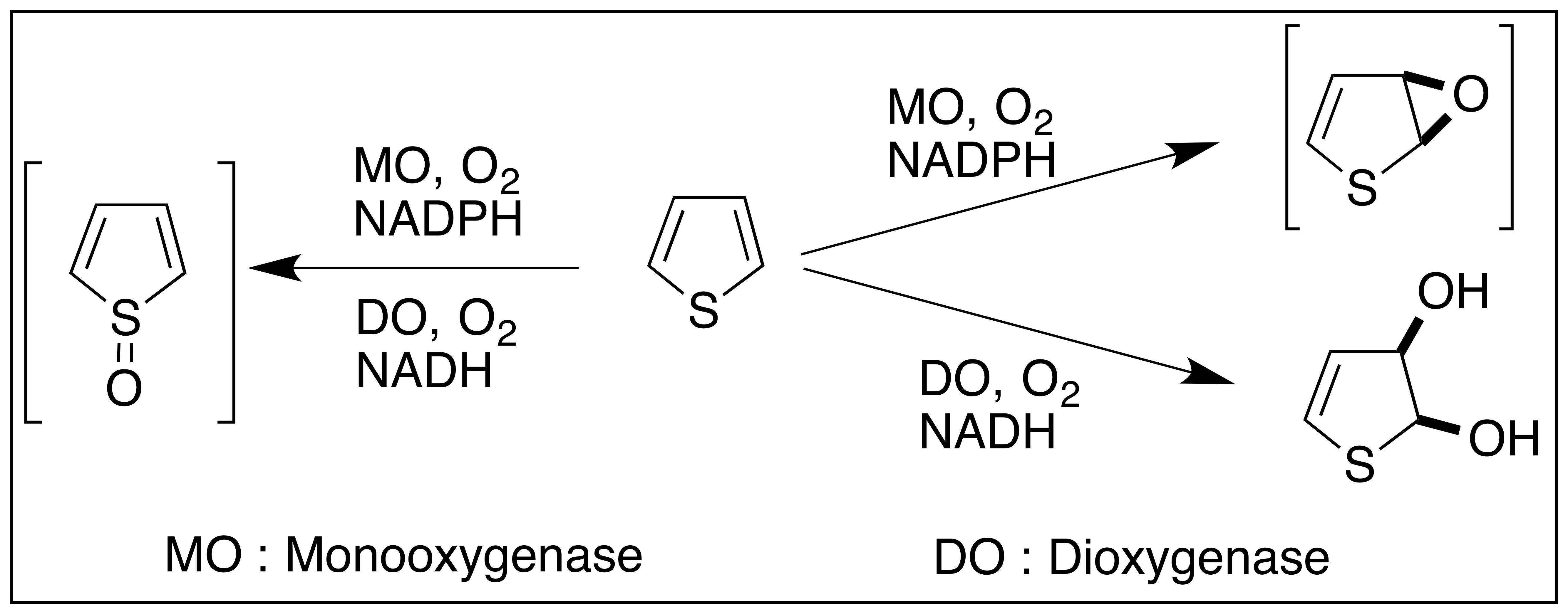 <p>What is the difference between <strong>oxidase</strong>, <strong>monooxygenase and dioxygenase?</strong></p>