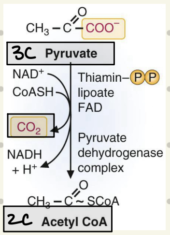 <ul><li><p>resulted from redox decarboxylation</p></li><li><p>drives reaction forward because it doesn’t dissolve → immediately leaves </p></li></ul><p></p>