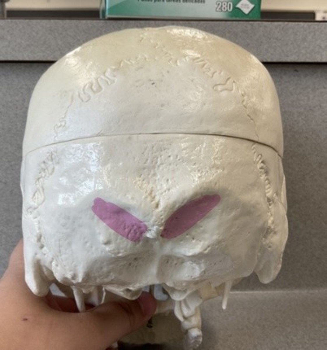 knowt flashcard image