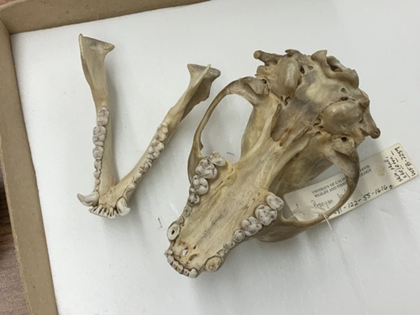 <p>Genus, species</p><p>-bunodont</p><p>-weak carnassial pair</p><p>-palate terminates long after last M</p>