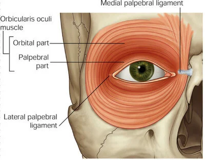 <p>Orbicularis oculi</p>