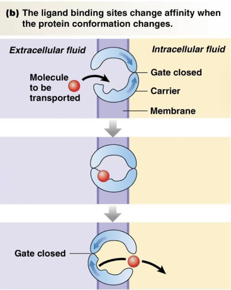<ul><li><p>chemically-gated</p></li><li><p>voltage-gated</p></li><li><p>mechanically-gated</p></li></ul><p></p>