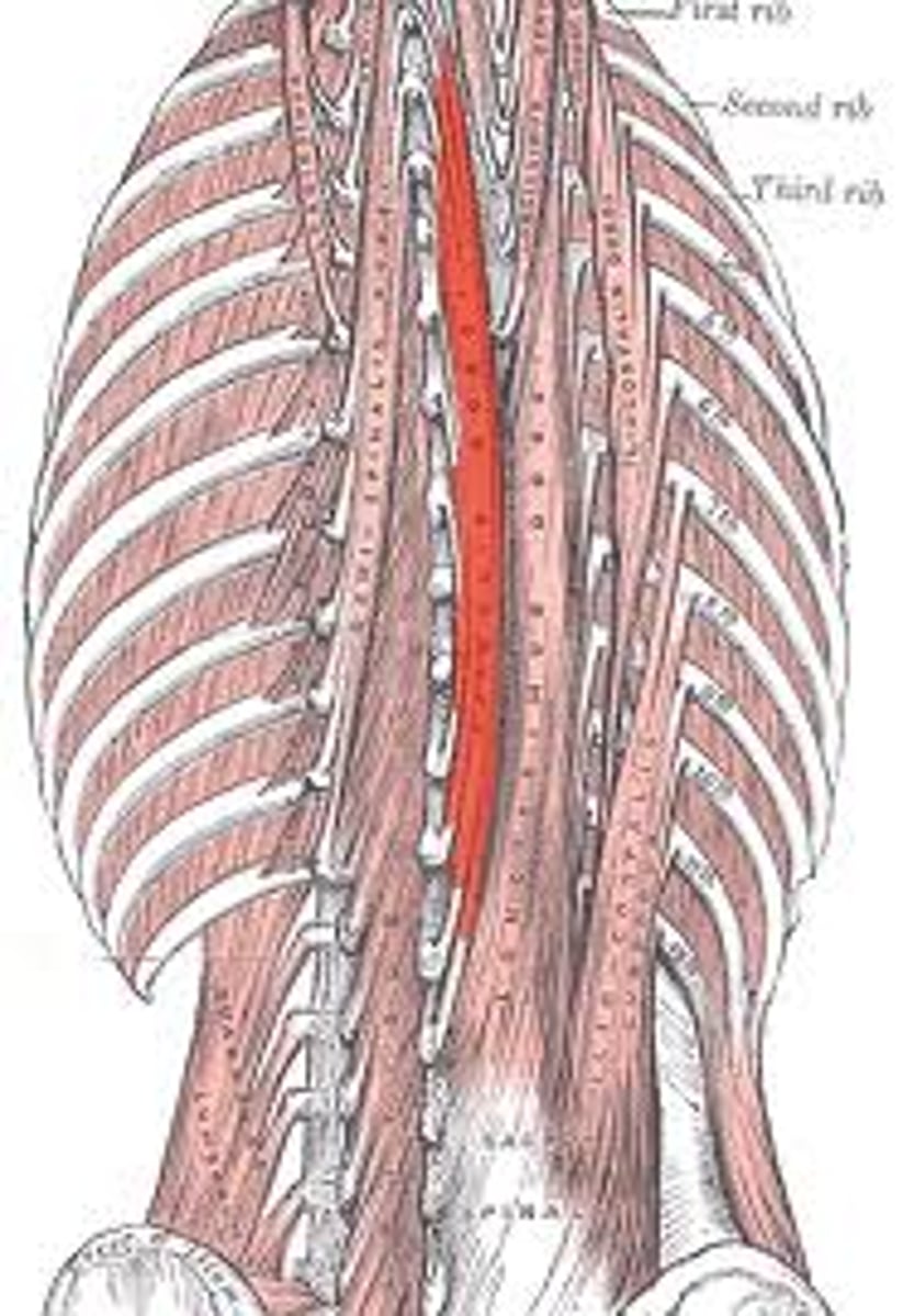 <p>posterior, most medial, right on spine</p>