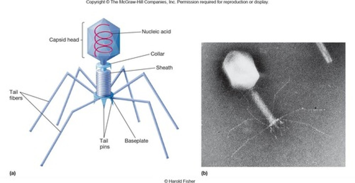 <p>No symmetrical form, often found in bacteriophages; contains "core" structure that contains the genome</p>