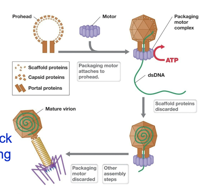 <ul><li><p>Caspids form with help of scaffolding proteins - hold capsid “prohead” together</p></li><li><p>Nanomotor assembles on prohead</p></li><li><p>Nanomotor uses ATP to pack DNA in (displaces scaffolding proteins)</p></li><li><p>Tails and tail fibers are attached</p></li><li><p>~200 T4 virions are assembled inside host cell</p></li></ul><p></p>
