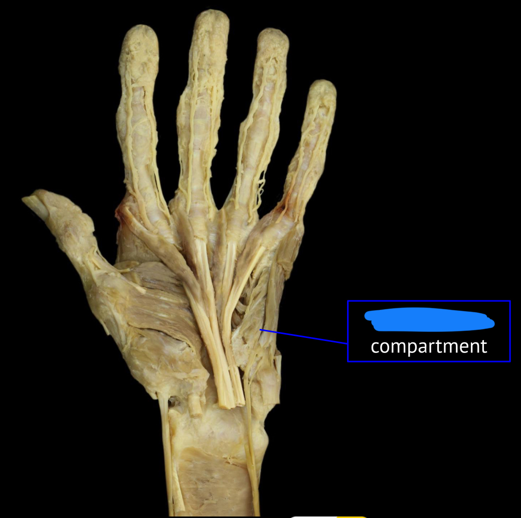 <p>which compartment is this</p>