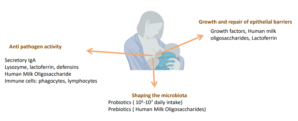 <p>ANTI PATHOGEN ACTIVITY:</p><p>- Secretory IgA</p><p>- Lysozyme, Lactoferrin, defensins</p><p>- Human Milk Oligosaccharide</p><p>- Immune cells: phagocytes, lymphocytes</p><p>.</p><p>GROWTH AND REPAIR OF EPITHELIAL BARRIERS:</p><p>- Growh factors, human milk oligosaccharides, lactoferrin</p><p>.</p><p>SHAPING THE MICROBIOTA:</p><p>- Probiotics (10^5-10^7 daily intake)</p><p>- Prebiotics (Human milk oligosaccharides)</p>