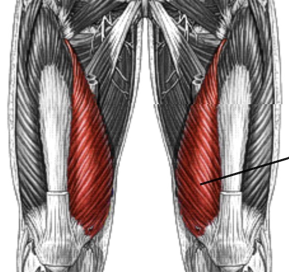 <p>Which muscle of the leg/knee is:</p><ul><li><p>On anterior thigh</p></li><li><p>Medial to vastus intermedius and vastus lateralis</p></li><li><p>Action: ext knee</p></li><li><p>Nerve: <span style="color: yellow;"><span>femoral</span></span></p></li></ul><p></p>