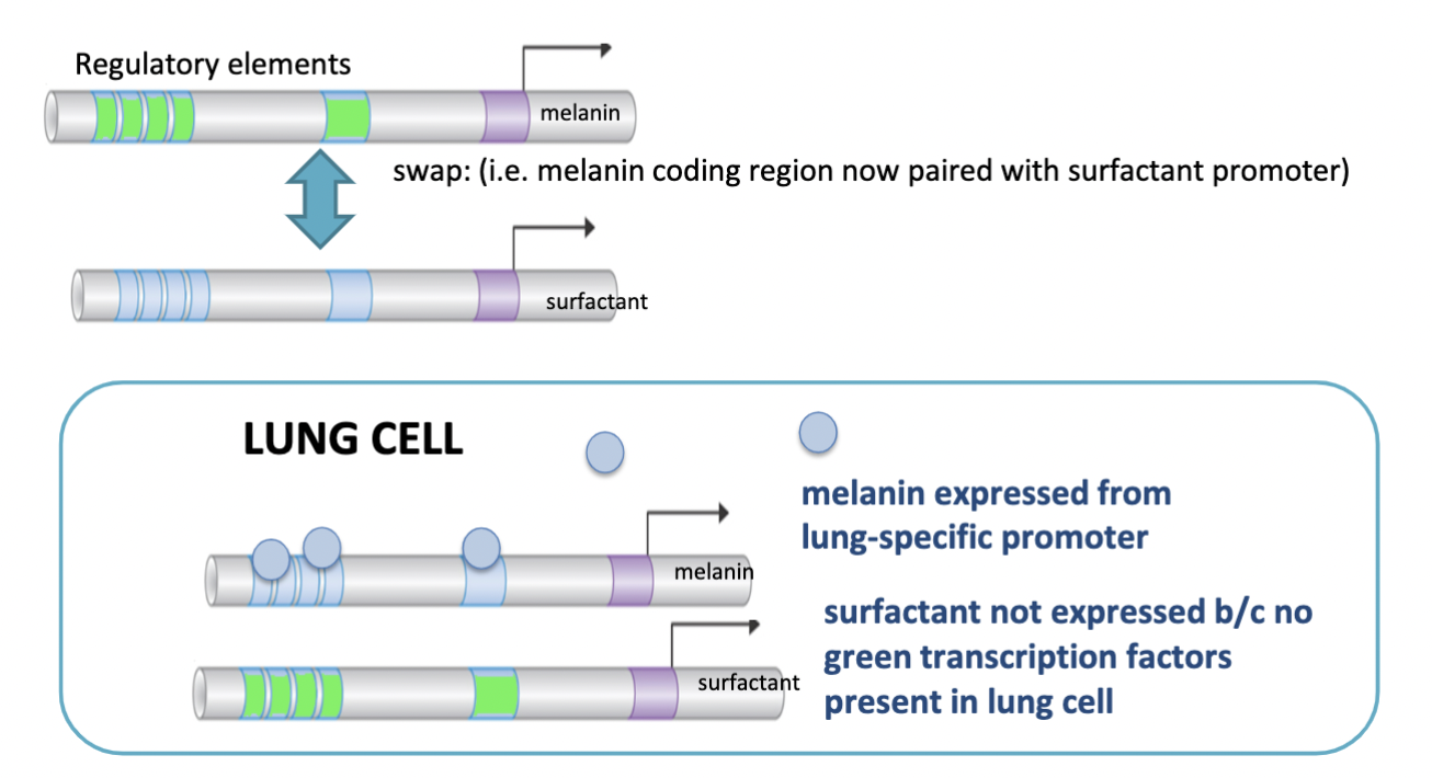 we can turn it “on” in the cell if we link the coding region DOWNSTREAM of a cell’s promoter that HAS the transcription factors already to drive the expression in this cell type