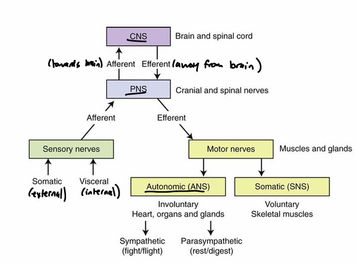 <p>central nervous system:</p><ul><li><p>function: processing of sensory info, initiating motor commands, and higher cognitive function</p></li></ul><ul><li><p>made up of brain, retina, and spinal cord</p></li><li><p>cortex of brain is site of conscious perception + voluntary movement</p></li></ul><p>peripheral nervous system:</p><ul><li><p>receives signals regarding sensory stimuli (<strong>somatic sensory afferents</strong>), visceral stimuli (<strong>visceral sensory afferents</strong>)</p></li><li><p>sends motor signals to skeletal muscles for voluntary movement(<strong>somatic motor efferents</strong>) and to cardiac muscle, smooth muscle, and glands to control visceral functions (<strong>autonomic efferents</strong>)</p></li></ul><p>autonomic nervous system:</p><ul><li><p>made up by the visceral components (nerves, fibers, receptors)</p></li><li><p>ans efferents—&gt; goes to organs and glands (involuntary)</p></li><li><p>most ANS mediated responses are like a -ve feedback loop </p><ul><li><p>sensory receptor, afferent pathway, integration center, autonomic efferent pathways, effector organs </p></li></ul></li><li><p>overall effect is to correct any disturbances quickly and precisely </p></li></ul><p></p>