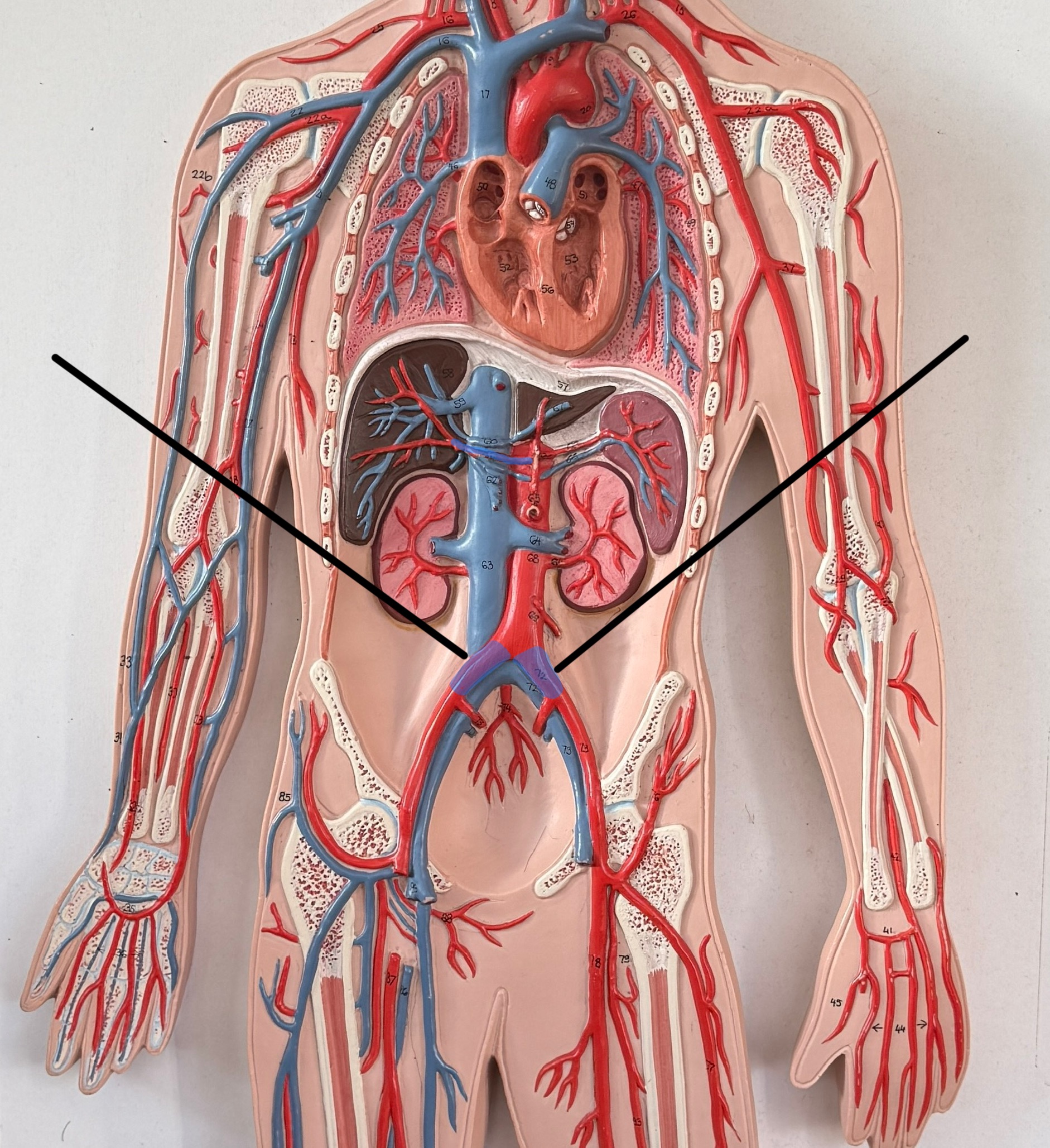 <p>What are these arteries called?</p>