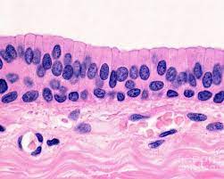 <p>Where is stratified columnar epithelium commonly found</p>