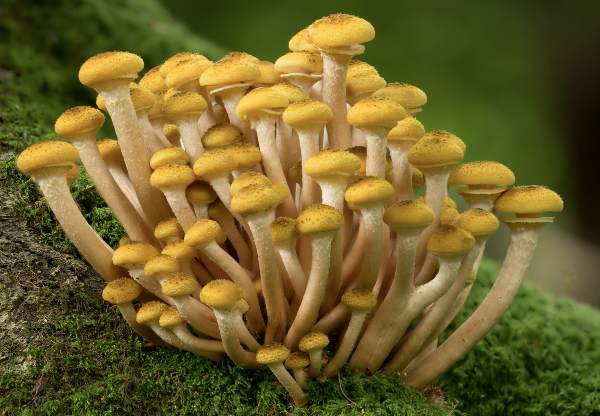 <p>Armillaria melles</p>