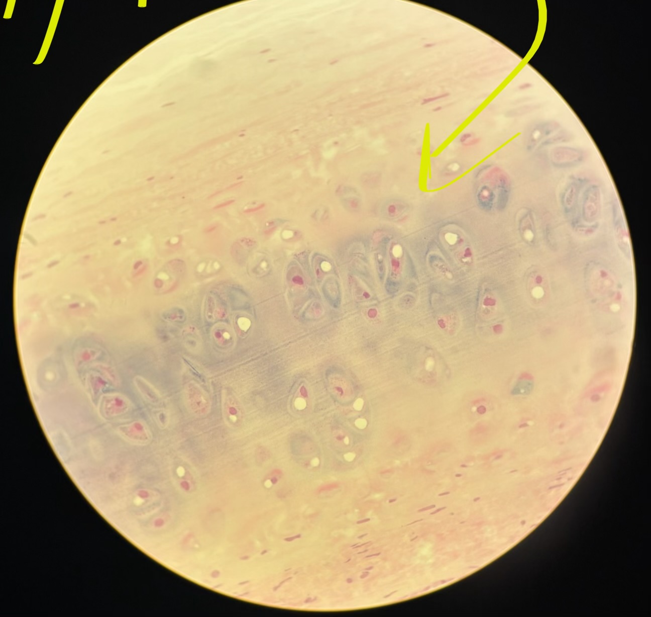 term image