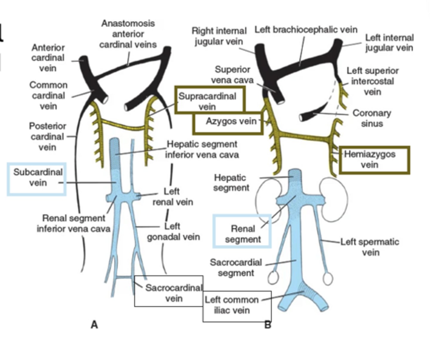 <p>the posterior cardinal veins play a major role in draining the embryonic kidney</p><p>as the embryonic kidney regresses so does the blood supply; the vast majority of the posterior cardinal veins disappear</p><p>as a result the supracardinal veins take on the role of draining the body wall and become the azygos system of veins</p>