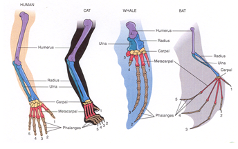 <p>vertebrates: humerus→ ulna and radius</p><p>mollusks: foot for movement, anchoring, feeding</p>