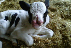 <p>True or false: Cleft palate can be hereditary or caused by toxic plants the mother ingested, or viruses</p>