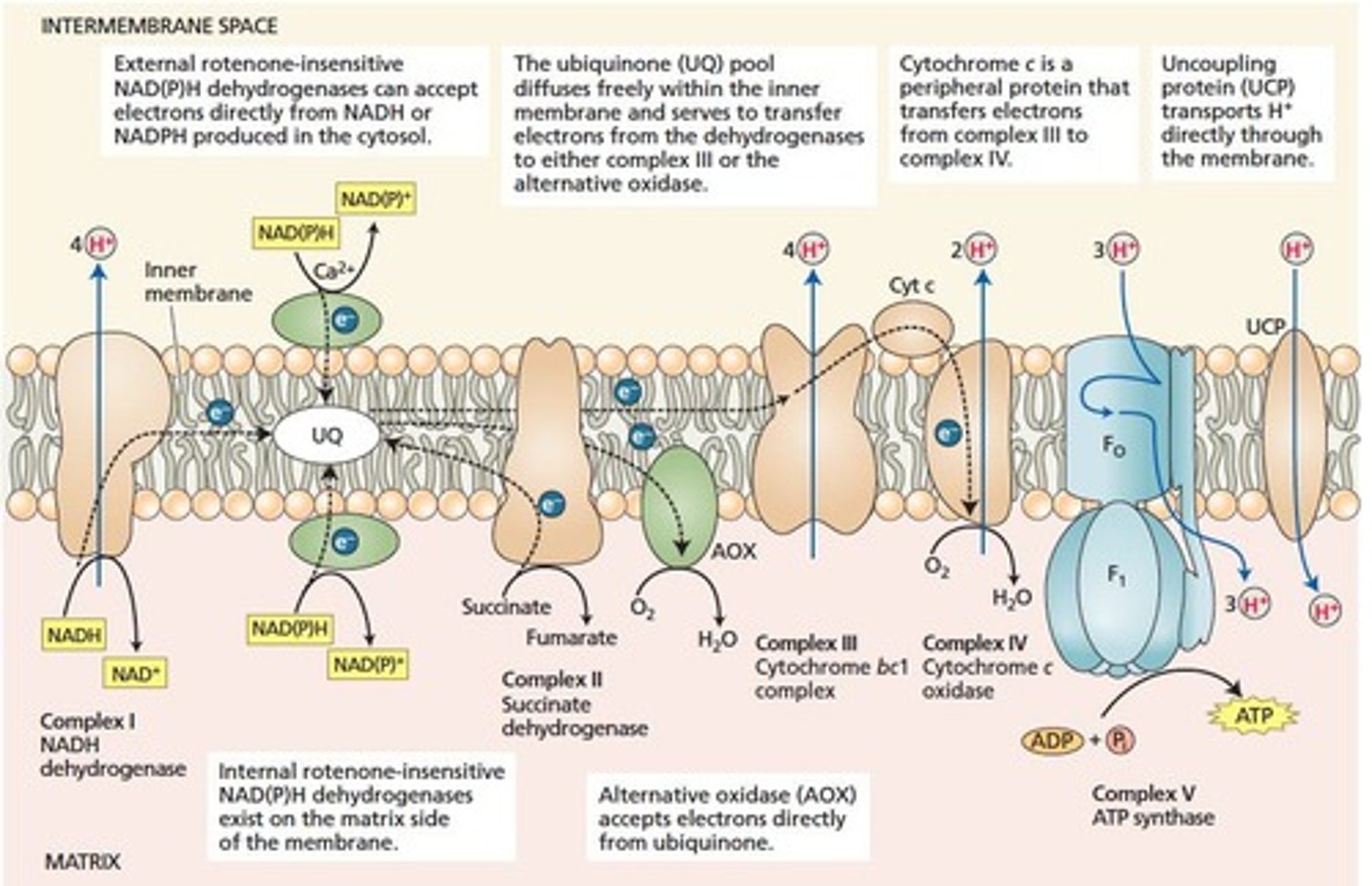 <p>ATP production via electron transport chain.</p>