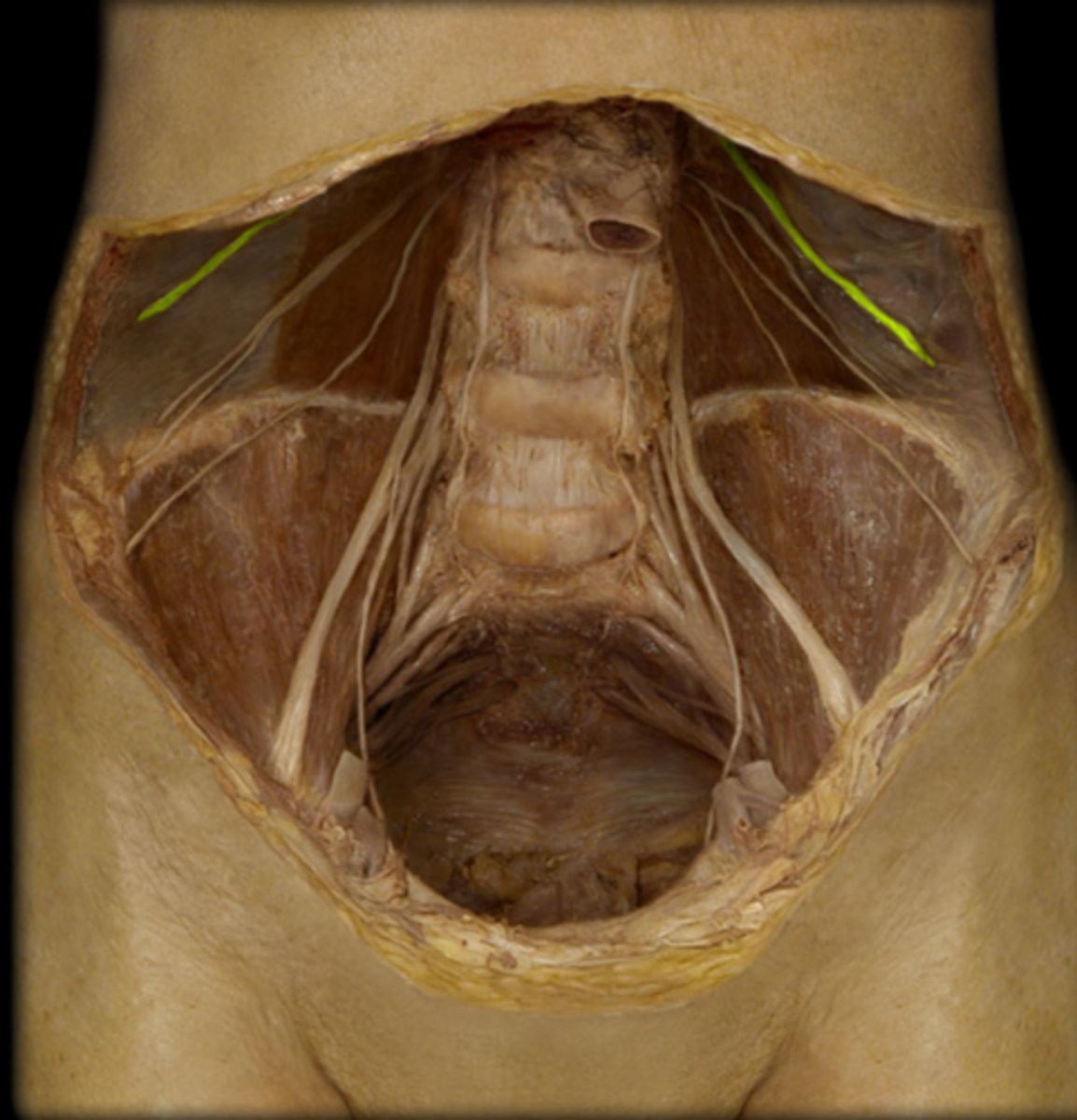 <p>ID</p>