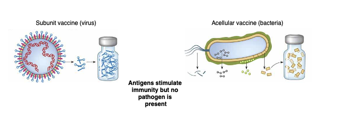 <ul><li><p>antigens stimulate imunity but no pathogen is present</p></li><li><p>exact antigenic determinants can be used when known:</p><ul><li><p>capsules - pneumococcus, meningococcus</p></li><li><p>surface protein - anthrax, hep B</p></li><li><p>exotoxin - diphtheria, tetanus</p></li></ul></li></ul><p></p>