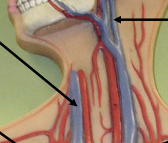 <p>From neck to heart (vampire target)</p>