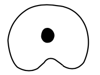 <p><span>only one round or oval canal is in the cross-section</span></p>