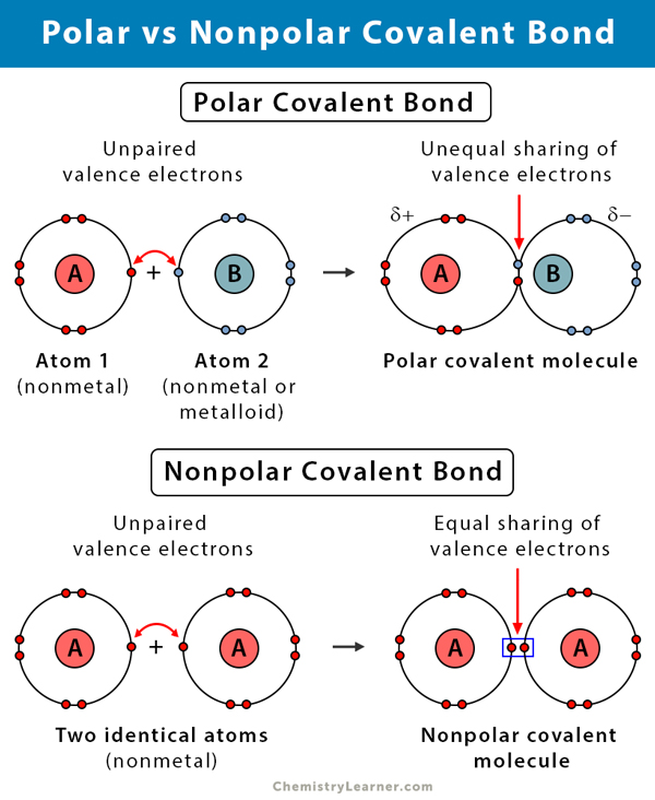 <p>Bond created through the equal sharing of electrons; does not create a charge</p>