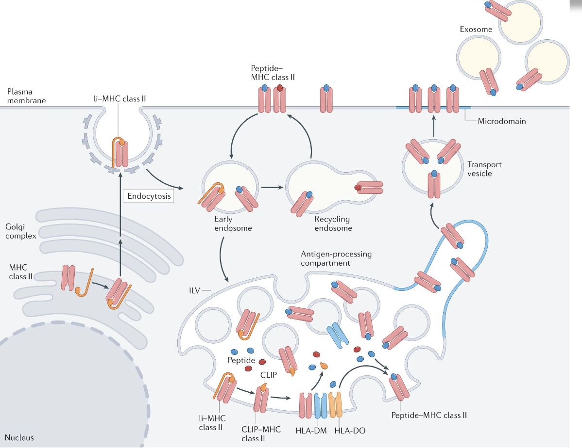 <ul><li><p><strong>Antigen uptake</strong>  by professional APCs (dendritic cells, macrophages, B cells) via endocytosis or phagocytosis</p></li><li><p><strong>Proteolytic processing</strong> of antigen in acidified endosomes/lysosomes</p></li><li><p><strong>Synthesis of MHC class II</strong> α and β chains in the endoplasmic reticulum (ER)</p></li><li><p><strong>Association with invariant chain (Ii/CD74)</strong> in the ER to block the peptide-binding groove</p></li><li><p><strong>Trafficking of MHC II–Ii complexes</strong> from the ER through the Golgi to late endosomal compartments (MIIC)</p></li><li><p><strong>Proteolytic degradation of invariant chain</strong>, leaving CLIP in the peptide-binding groove</p></li><li><p><strong>Exchange of CLIP for antigenic peptide</strong> mediated by HLA-DM (modulated by HLA-DO in some APCs)</p></li><li><p><strong>Stabilization of peptide–MHC II complexes</strong></p></li><li><p><strong>Transport of peptide–MHC II to the cell surface</strong></p></li></ul><p></p>