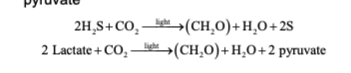 * Many photosynthetic microorganisms obtain electrons for photosynthesis from donors such as H2S or lactate
  * Forms an oxidized product, such as elemental sulfur or pyruvate
  * Equation →