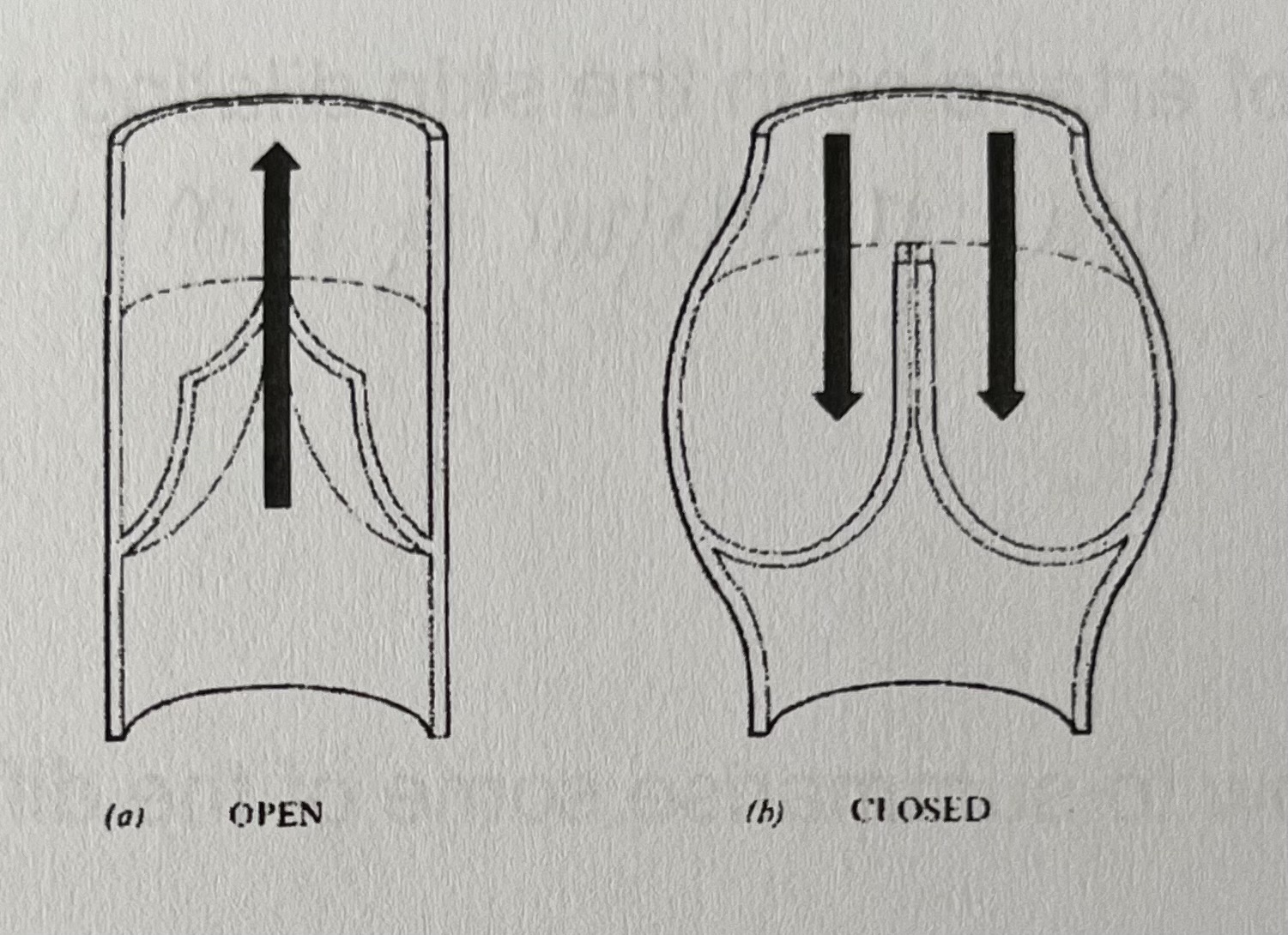 <p>to keep blood flowing in the right direction </p><p>these valves only open to allow blood to flow towards the heart and close to stop it falling back down again </p>
