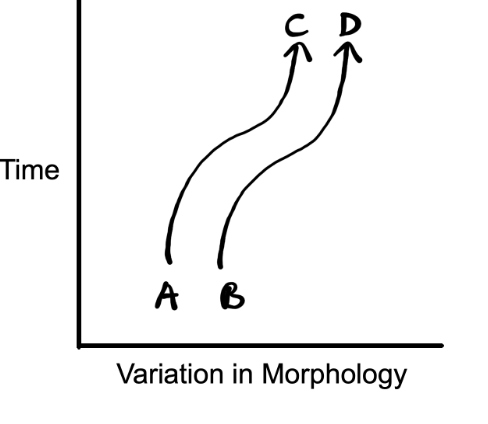 a symbiotic relationship that causes two species’ evolutions to affect each other over time

Examples → Bees/flowering plants, predator/prey relationships, parasite/host