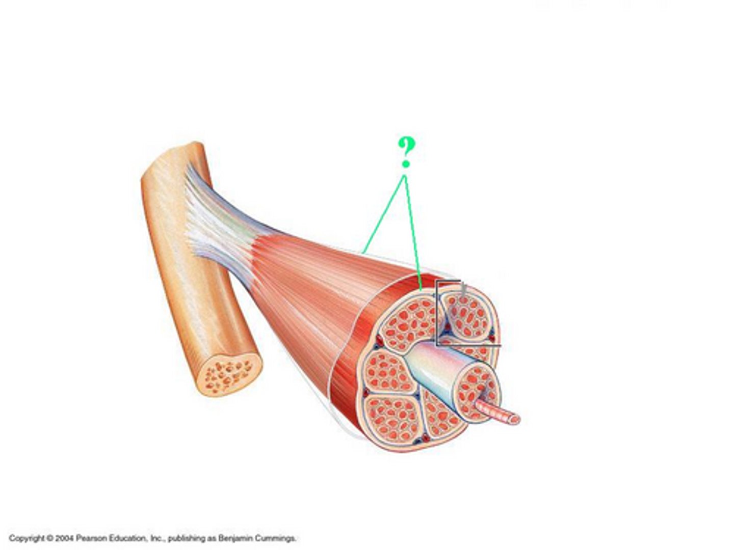 <p>Identify the indicated layer of connective tissue</p>