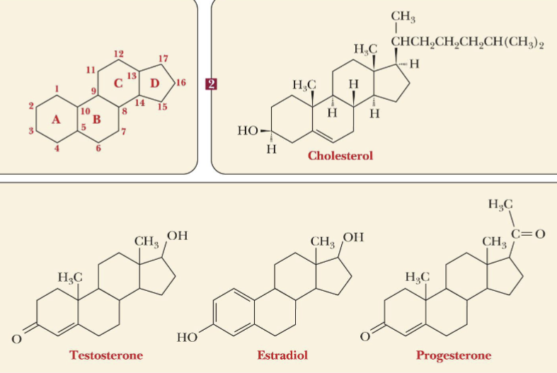 <p>group of lipids that have a fused-ring structure of 3 six-membered rings and 1 five-membered ring</p>