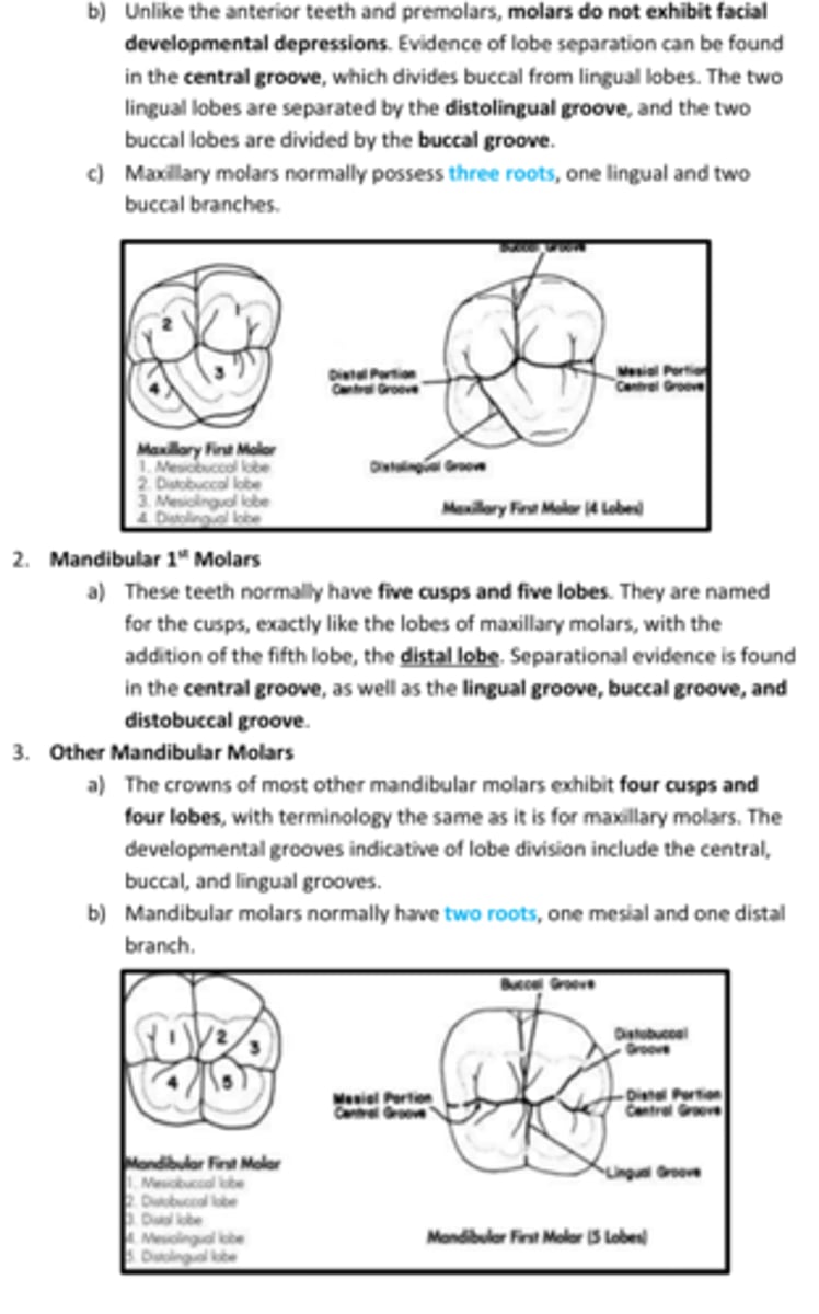 <p>Max molars have ___ roots</p><p>Mand molars have ____ roots</p>