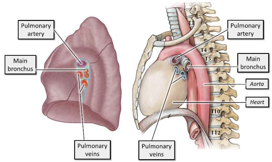 <p><span>The exact position of these structures at the hilum can vary, but the pulmonary artery is usually more superior, the pulmonary veins are inferior, and the bronchi are more posterior in position.</span></p>