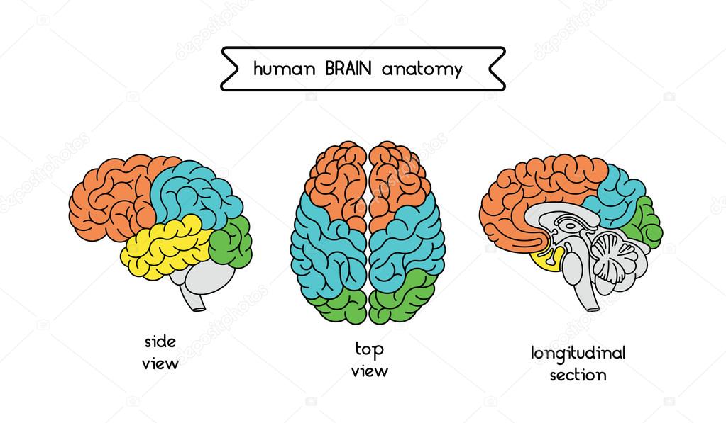 <p>PRECENTRAL GYRUS - VOLUNTARY MOVEMENT</p><p>Concentration, Communication, Personality etc… </p>