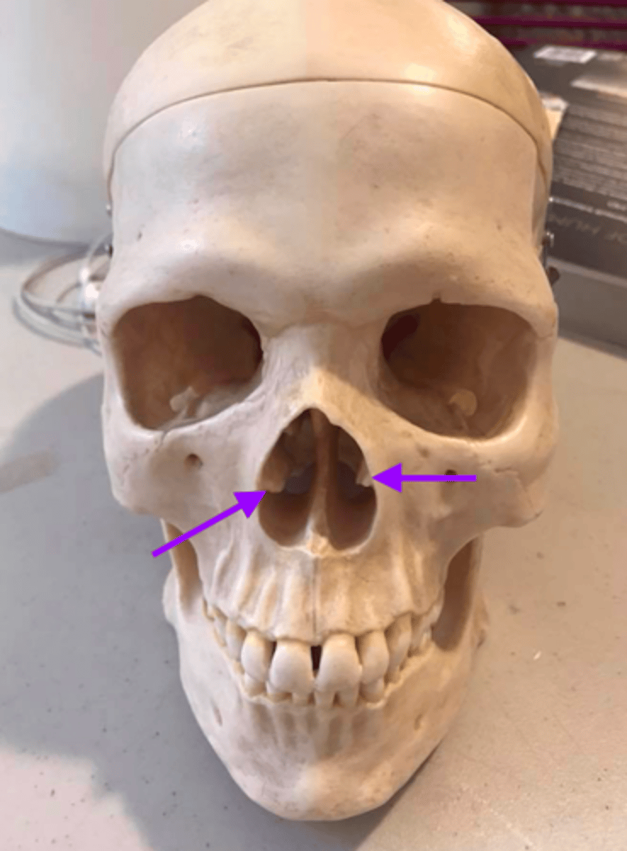 knowt flashcard image