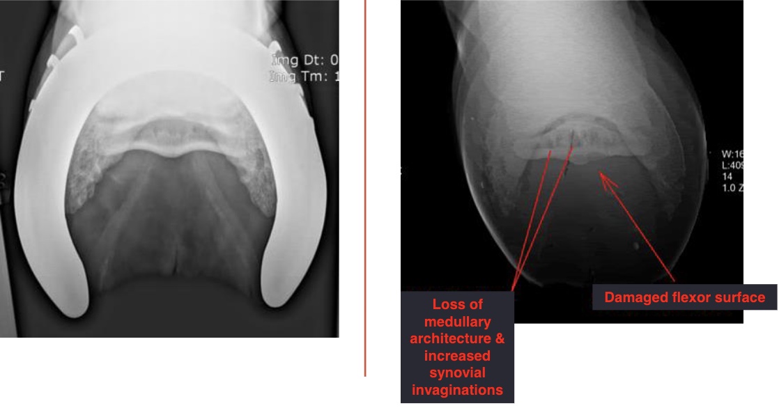 <p>left vs right images</p>