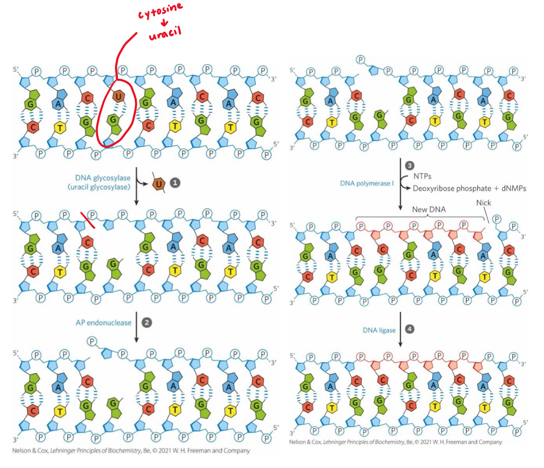 <p>fixes modified bases + abasic sites</p><ol><li><p>damaged base recognized by specific glycosylase → base removed = abasic site made</p></li><li><p>endonuclease cleaves phosphodiester backbone at basic site → 5’ phosphate nick</p></li><li><p>DNA pol I replaces missing base + does short extension via nick translation</p></li><li><p>gap filled by DNA ligase </p></li></ol><p></p>