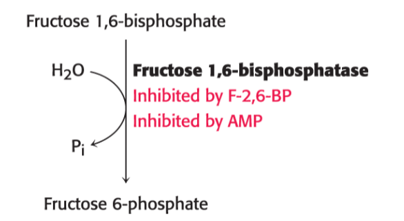 <p>is this the key step in glycolysis or gluconeogenesis ?</p><p>does the following occur in the fasted or fed state ? </p>